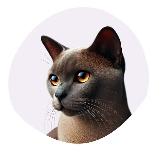 Burmese Americain